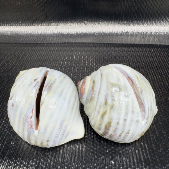Hand Made Card Holder Stoneware Shell Conch Set 2 Decorative Hand Crafted Figure - Picture 2 of 12